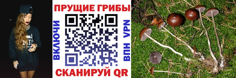 Псилоцибиновые грибы ЛСД  закладки  Пролетарск 
